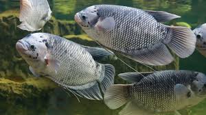 Giant Gourami